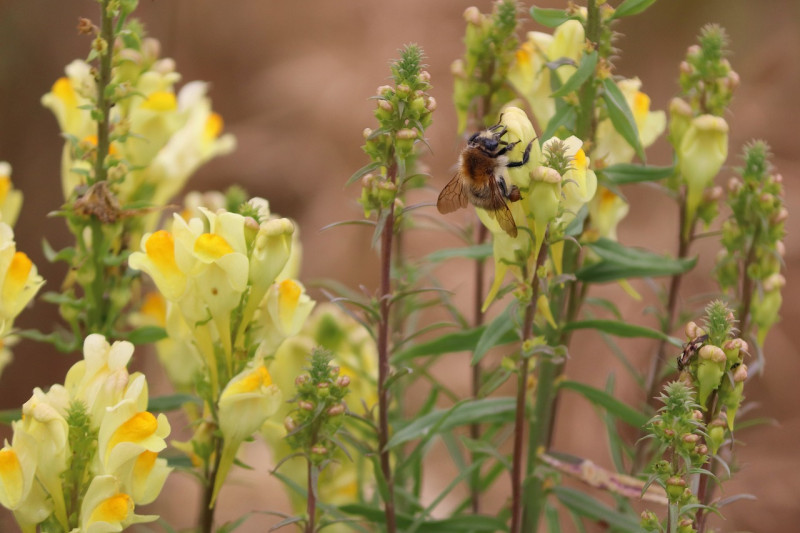 Linaria vulgaris - Vlasbekje - inheems -vermeerderen-eetbaar-zaaien-waardplant